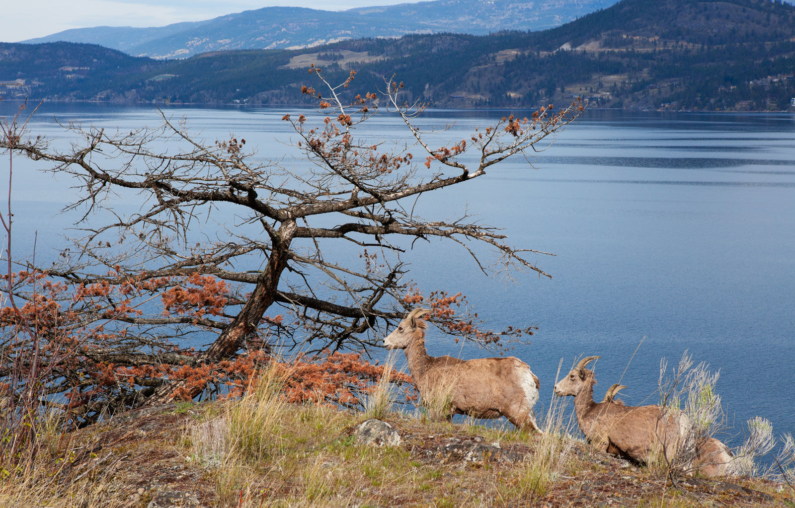 Okanagan Mountain Goats are among the vast wildlife you might be lucky enough to spot on your trip to the valley!