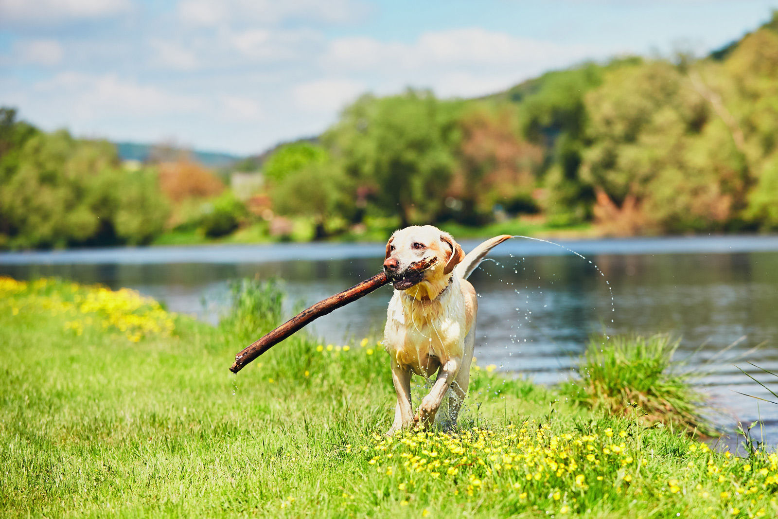 Let your dog run, fetch and play at one of the many dog parks located near Comfort Suites Kelowna pet-friendly hotel.