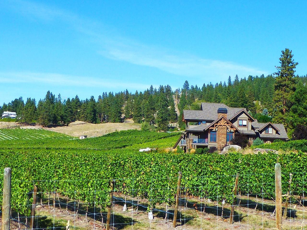 Okanagan wine tours on the Scenic Sip take guests past rolling vineyards in Lake Country.